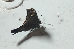 Hesperiidae