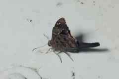 Hesperiidae
