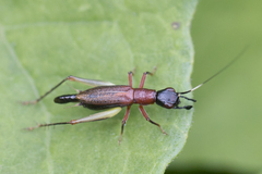 Cranistus colliurides