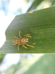 Cosmophasis bitaeniata