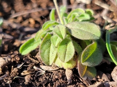 Chaetopappa bellidifolia