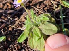 Chaetopappa bellidifolia