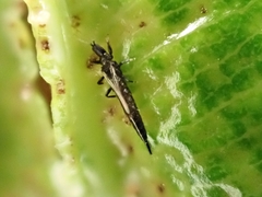 Klambothrips adelaideae