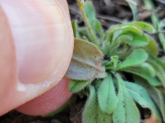 Chaetopappa bellidifolia