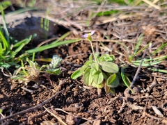 Chaetopappa bellidifolia