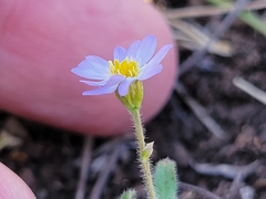 Chaetopappa bellidifolia