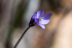 Dipterostemon capitatus capitatus