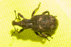 Anagotus