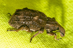 Anagotus