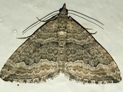 Perizoma custodiata