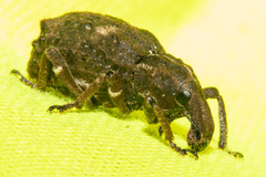 Anagotus