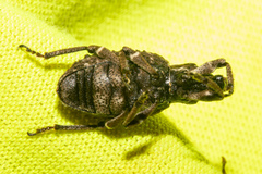 Anagotus