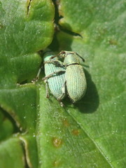 Phyllobius roboretanus