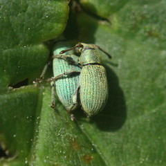 Phyllobius roboretanus