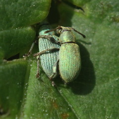 Phyllobius roboretanus