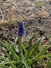 Muscari botryoides