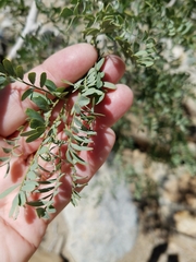 Olneya tesota