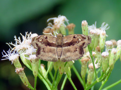 Quadrus lugubris