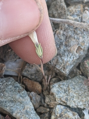 Linanthus dichotomus