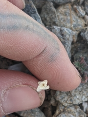 Linanthus dichotomus