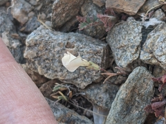 Linanthus dichotomus