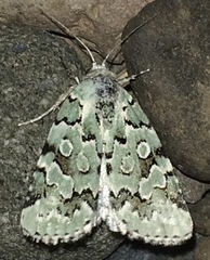 Bryolymnia viridata