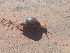 Lissachatina immaculata