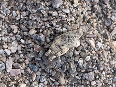 Cibolacris parviceps