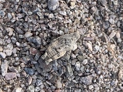 Cibolacris parviceps