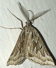 Plataea californiaria