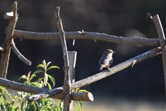 Pyrocephalus rubinus