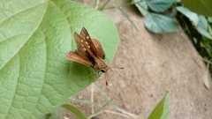 Cymaenes limae