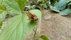 Cymaenes limae