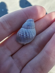Nassarius fossatus