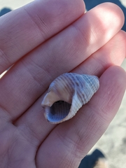 Nassarius fossatus