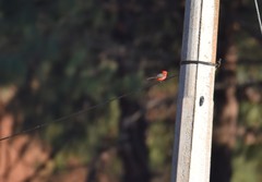 Pyrocephalus rubinus