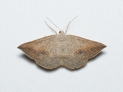 Taxeotis intermixtaria