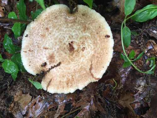 Bresadolia craterellus image