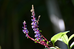 Monnina parasylvatica