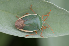 Edessa rufomarginata