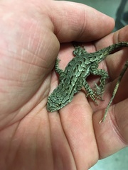 Sceloporus occidentalis