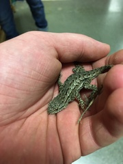 Sceloporus occidentalis
