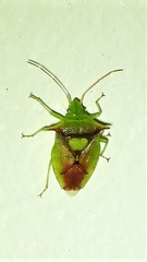 Sastragala versicolor