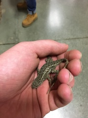 Sceloporus occidentalis