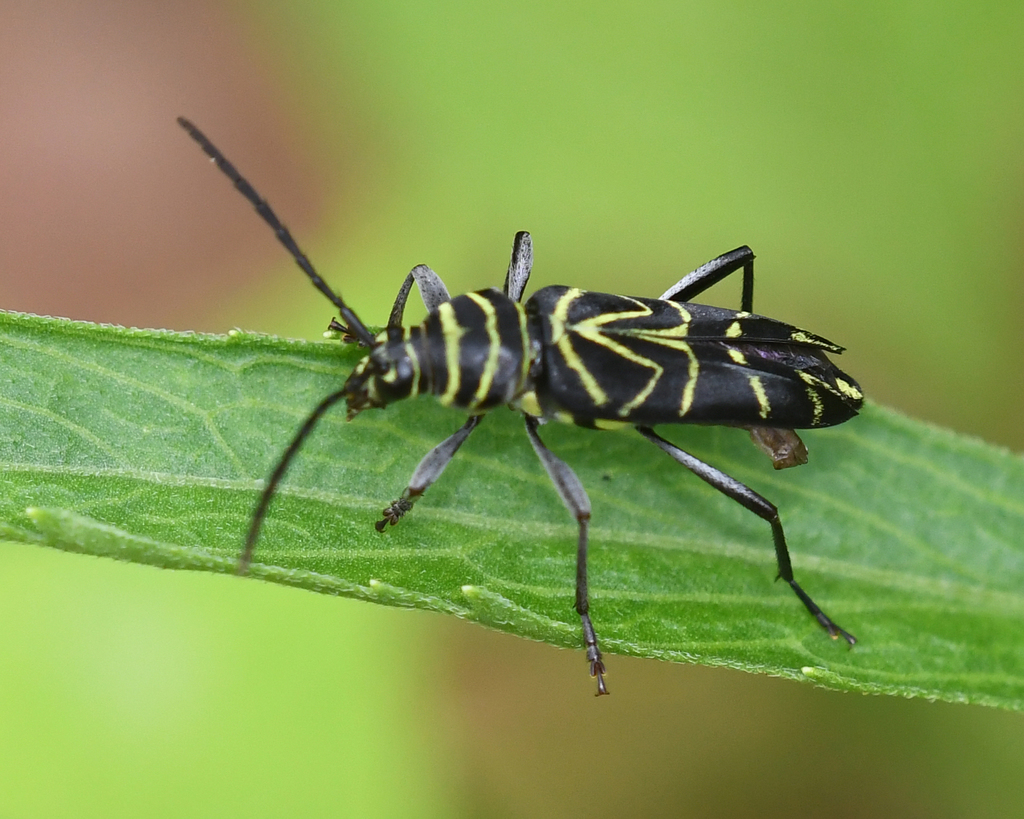 Megacyllene angulata