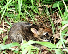 Sylvilagus brasiliensis