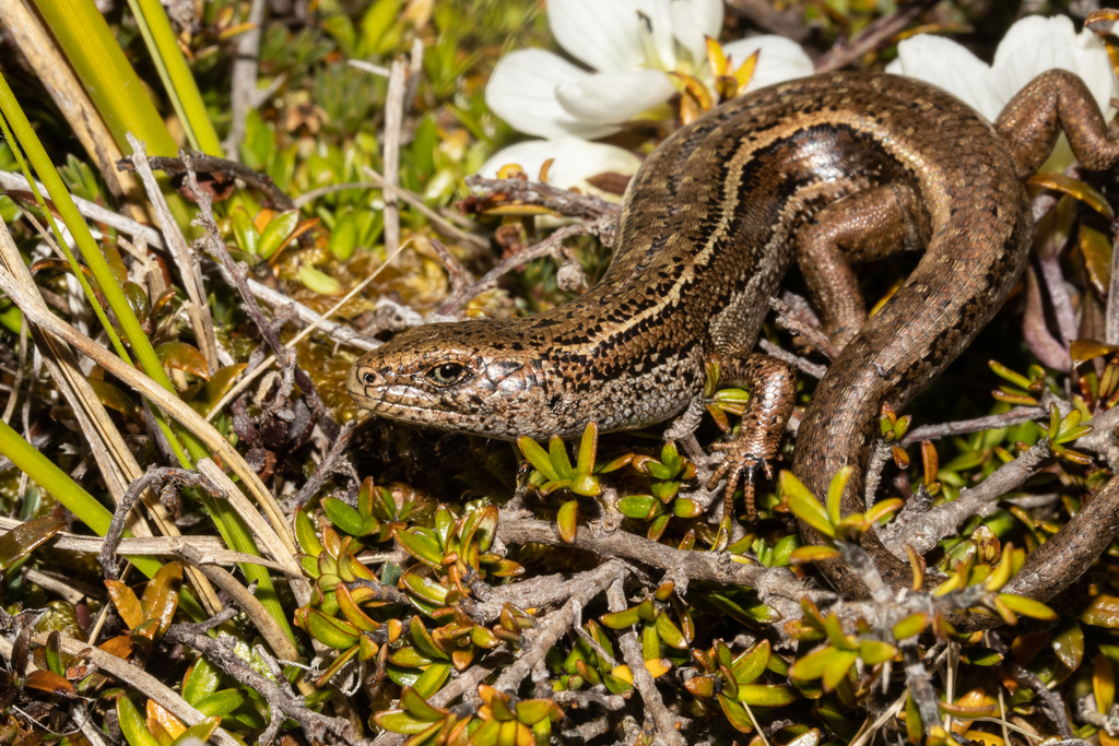 Burgan Skink
