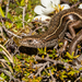 Burgan Skink - Photo no rights reserved, uploaded by Carey-Knox-Southern-Scales