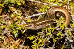 Oligosoma burganae