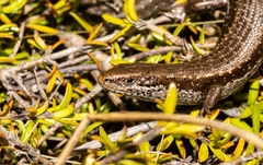 Oligosoma burganae